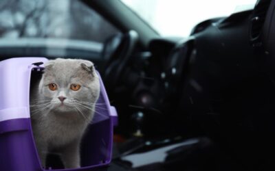 Peut-on vivre d’un élevage de chat ?