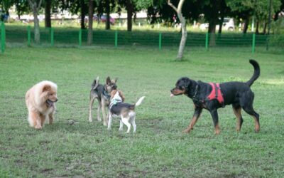 Peut-on vivre d’un élevage de chien ?