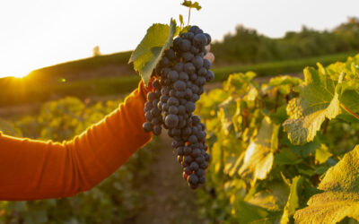 Combien rapporte réellement 1 hectare de vigne ?