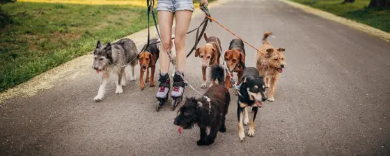 Faut il une formation ou un diplôme pour devenir pet sitter 1