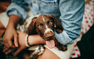 Les 6 étapes à suivre pour devenir pet sitter en 2026